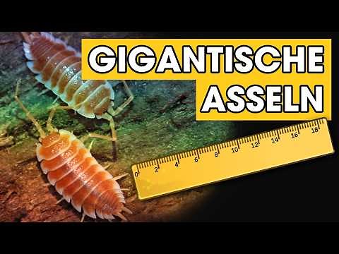 GIGANTISCHE Landasseln im Terrarium: PORCELLIO HOFFMANNSEGGI 🐞