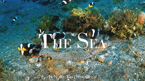 Letting the Ocean Tell Its Story – Life Under the Sea in 4K