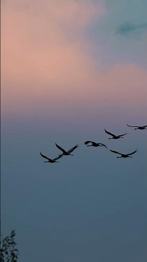 Flock of Common Cranes in Flight | Stunning Wildlife Nature Video | Birds Migration 4K Footage 2025