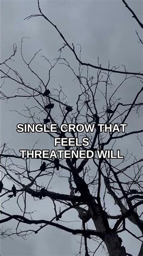 The Crow That Remembers Your Face — And Holds a Grudge for Years