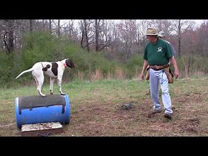 Training Your Bird Dog - Positive Methods - Phase Three - 4 10 18