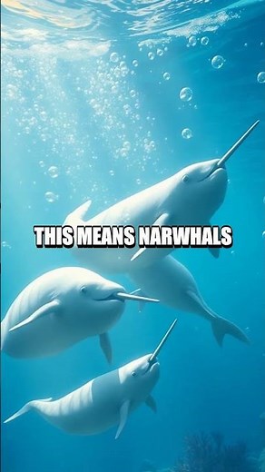 The Incredible Communication of Narwhals