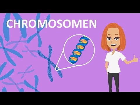 Chromosomen - Funktion & Aufbau | Studyflix