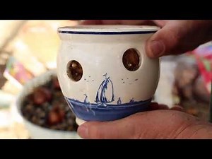 Forcing Crocuses to bloom inside