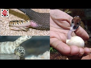 BIRTH OF SNAKES, 3 DIFFERENT FORMS