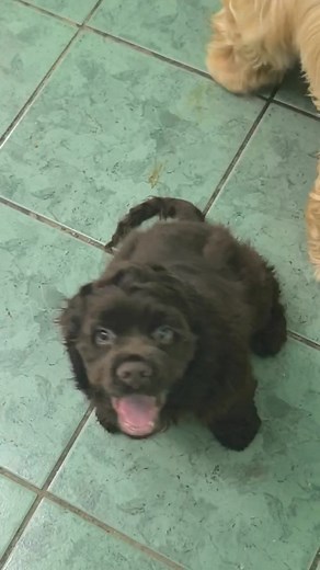 Cockerlife#🇨🇷🇨🇷🇨🇷🇨🇷🇨🇷🇨🇷😍😍😍😍 #2025 | Cocker Americano PURA VIDA