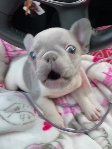 Exciting Announcement from George in Gyat Simulator Script