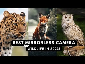 "Top Five Mirrorless Cameras for Wildlife Photography in 2023"