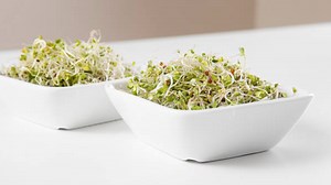 How To Grow Broccoli Sprouts At Home (Easy Method)