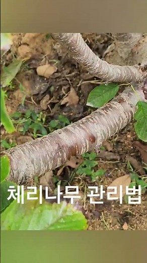 Autumn Pruning Method for Cherry Trees