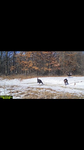 MIDWEST PREMIER FARMS INC. Turkey hunts 660-346-6655 #missouri #foryoupage #freerange #management #landforsale #hunts #turkey | Mark Pierce