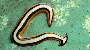 Hammerhead worms: what to know about the toxic worm that could be in Illinois gardens and yards