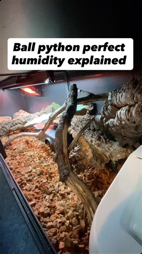 Reptiles and Research on Instagram: "Ball python humidity explained #ballpython #ballpythons #ballpythonsofig"