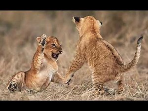 Lion Cubs Playing Sound Effects 🦁 🔊