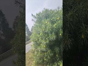 Hi\n Gyes (R) ENTERTAINMENT VIDEOSdekhne ke liye