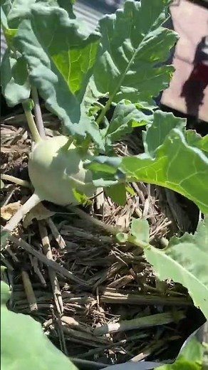 #krishi_nepal #agriculture #krishibazaar #krishi_khobor