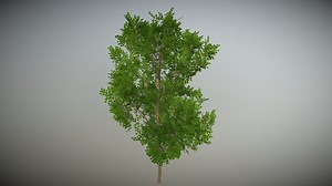 Real Tree Models - Download Free 3D model by Mega Tree (@MegaTree)