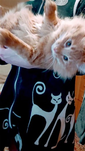 my ginger cat ❤️ #CATS