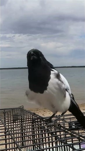 Care for young magpie #birds #care #funnyanimals #magpies