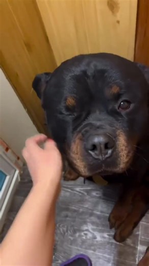 Cute boy 🤩 #rottweiler | Rottweiler Lovers