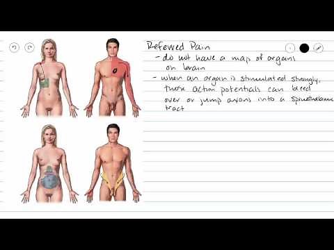 Spinothalamic Pathways
