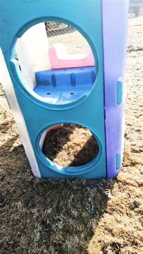 #cute #adorable #running