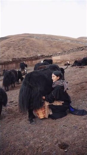 Watch Her Perfect Yak Milking Technique #farming #skills