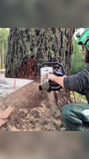 Mastering Woodcutting Techniques for Tree Work