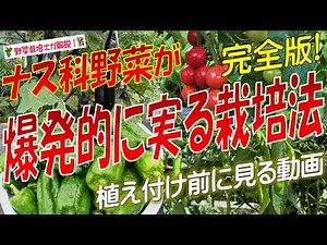 【ナス科野菜】驚くほど実がつく栽培方法（ナス・トマト・ピーマン・シシトウの収穫量が増えない本当の理由）