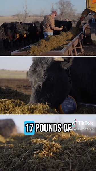 Innovative Cow Feeding Techniques on Our Farm