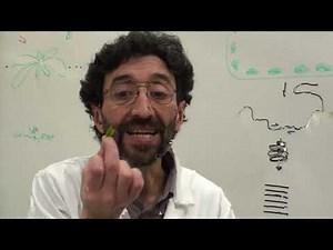 What determines flowering time? -practical phenotype to genotype