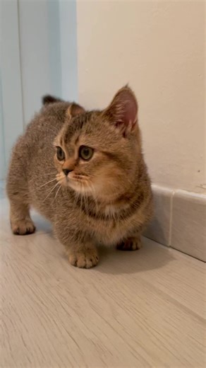 Adorable Munchkin Kitten Compilation | Cute and Playful Kitties
