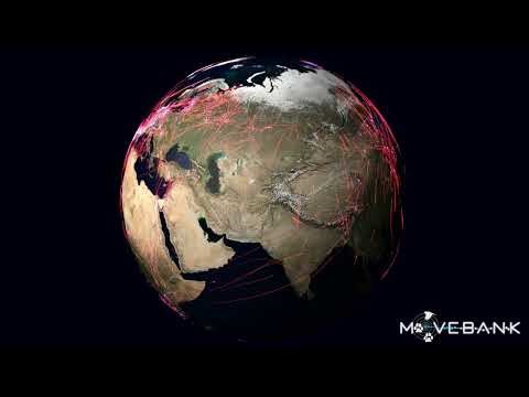 Global animal movements based on Movebank data (globe) [New Short!]
