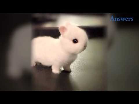 How Adorable Is This Little Baby Bunny? He's So Tiny and Cute He Doesn't Even Look Real!