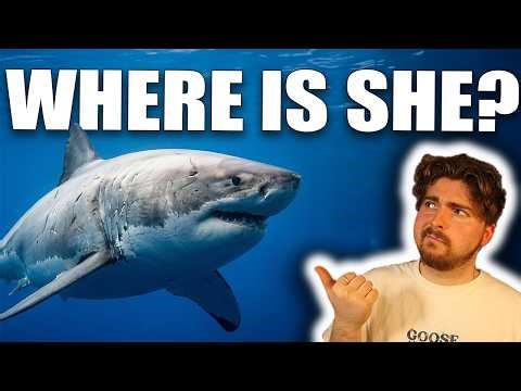 Why We Haven't Seen 'Deep Blue' In Years