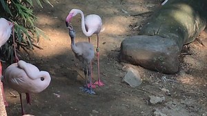 Our greater flamingo chicks are getting big! Flamingos don't turn pink until around 2 years of age. | Cincinnati Zoo & Botanical Garden