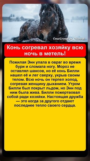 Конь согревал хозяйку всю ночь в метель!