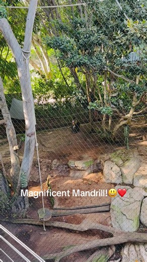 The Magnificent Mandrill: Nature's Colorful Primate