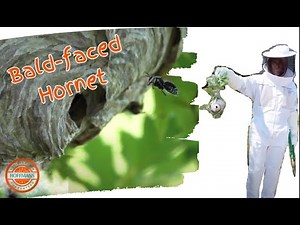 How to Safely Remove a Bald-Faced Hornet Nest: Expert Tips & Techniques