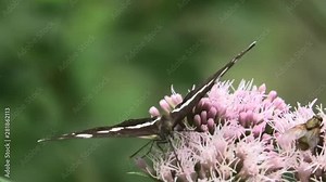 limenitis camilla su cavolaccio