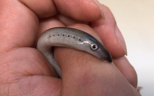 【虾子】又到了撸七鳃鳗的日子