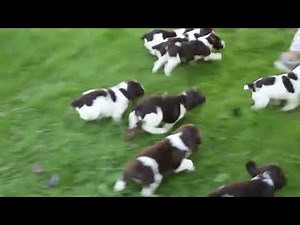English Springer Spaniel Puppies For Sale