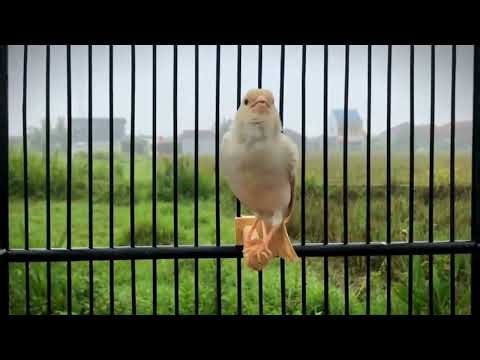 The Voice of Champions – Timbrado Canary Singing Practice