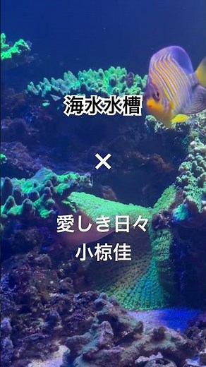 海水水槽の束の間✖︎ 小椋佳 / 愛しき日々 #堀内孝雄 #1986