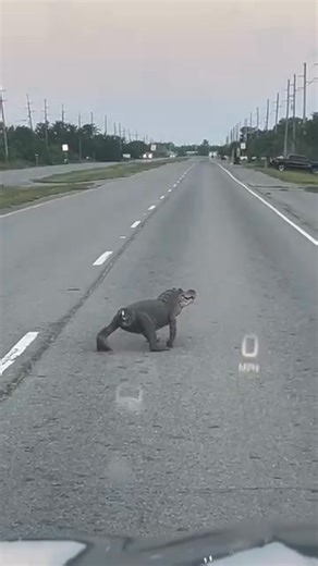 Check out this tailless alligator crossing a street in Louisiana. #survivor #alligator | Johnny Rock and Roll Radio