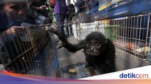 6 Upaya yang Dapat Dilakukan untuk Menjaga Kelestarian Fauna di Indonesia