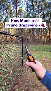 How much do you prune grapevines? 🍇✂️ It’s way more than most people think 😳 You should be removing up to 90% of last year’s growth to keep your vines healthy and productive. Cut those long canes back, watch for tendrils wrapping the cordon, and don’t be afraid to go hard 💪 What’s left might look like “too little” but that’s exactly what you want. Less growth now = better grapes later 🍇🔥 #grapevines #pruningtips #growyourownfood #backyardvineyard #gardening101