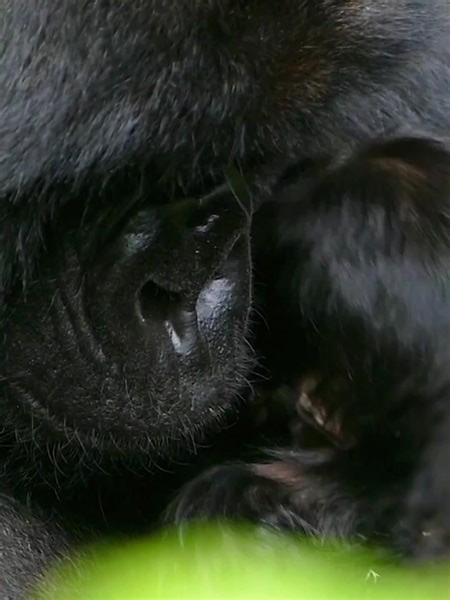 A million meanings, but none of them bring me joy. #sadness | Gorillas Real