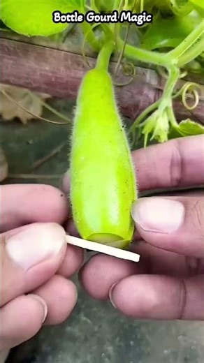 How Farmers Shape Bottle Gourd into Creative Designs#shortsfeed #garden