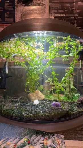 Aquarium Time Lapse (snail, fish, and crayfish).